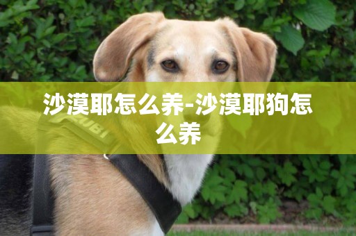 沙漠耶怎么養-沙漠耶狗怎么養