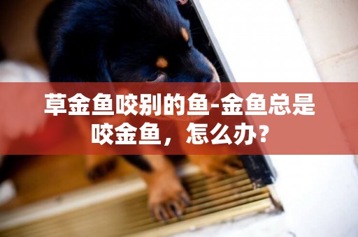 草金魚咬別的魚-金魚總是咬金魚，怎么辦？