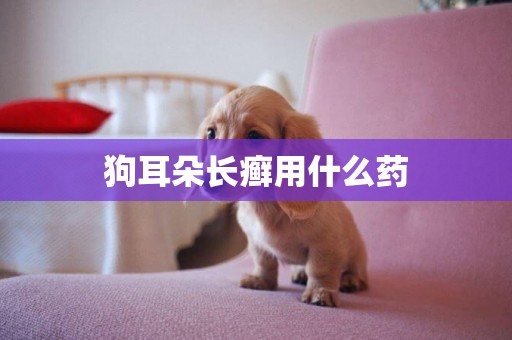狗耳朵長癬用什么藥