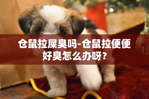 倉鼠拉屎臭嗎-倉鼠拉便便好臭怎么辦呀？
