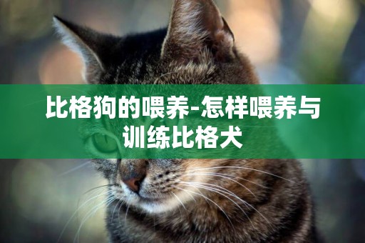 比格狗的喂養-怎樣喂養與訓練比格犬