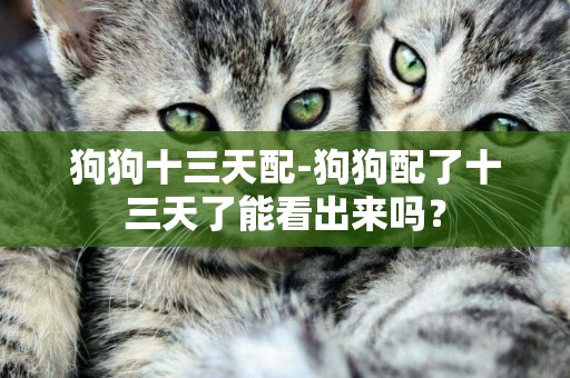 狗狗十三天配-狗狗配了十三天了能看出來嗎？