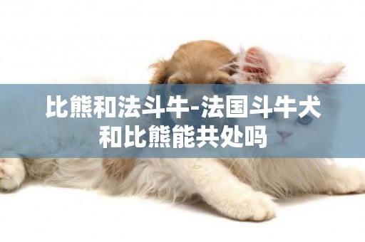 比熊和法斗牛-法國斗牛犬和比熊能共處嗎