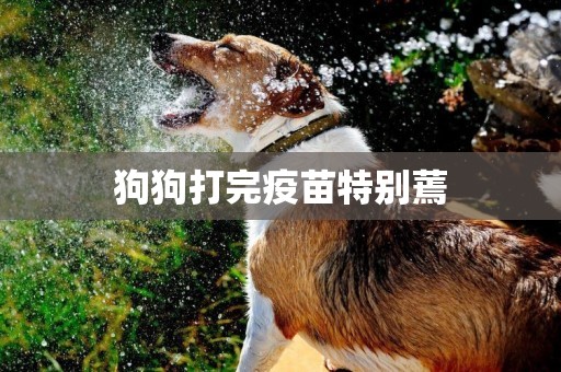 狗狗打完疫苗特別蔫