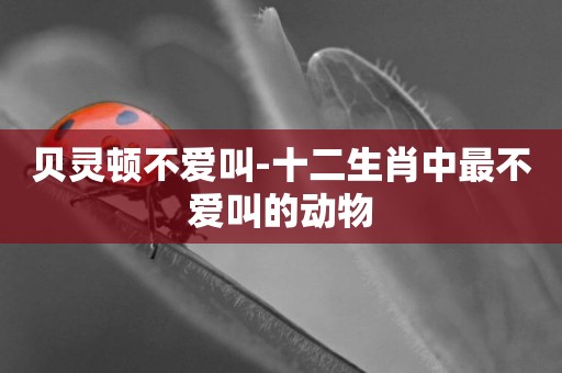 貝靈頓不愛叫-十二生肖中最不愛叫的動物