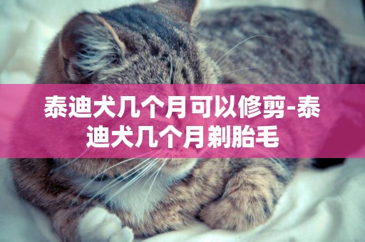 泰迪犬幾個月可以修剪-泰迪犬幾個月剃胎毛