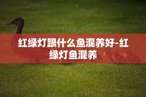 紅綠燈跟什么魚混養好-紅綠燈魚混養