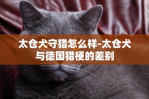 太倉犬守獵怎么樣-太倉犬與德國獵梗的差別
