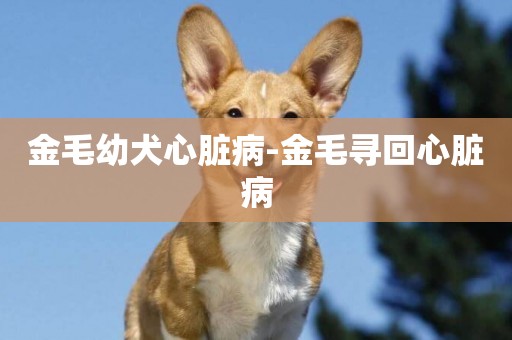 金毛幼犬心臟病-金毛尋回心臟病