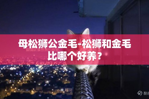母松獅公金毛-松獅和金毛比哪個好養？