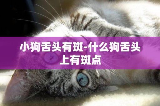 小狗舌頭有斑-什么狗舌頭上有斑點