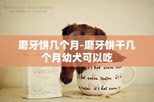 磨牙餅幾個月-磨牙餅干幾個月幼犬可以吃