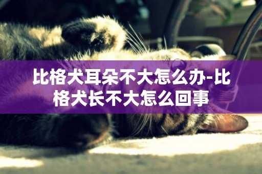 比格犬耳朵不大怎么辦-比格犬長不大怎么回事