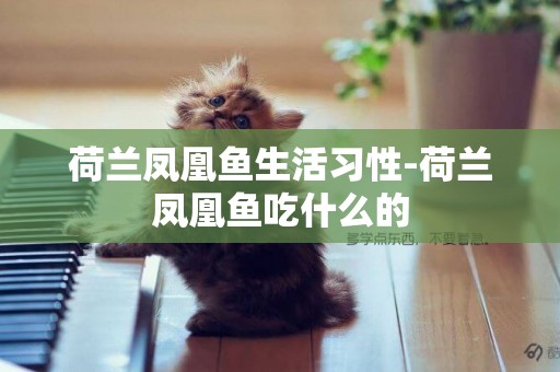 荷蘭鳳凰魚生活習性-荷蘭鳳凰魚吃什么的