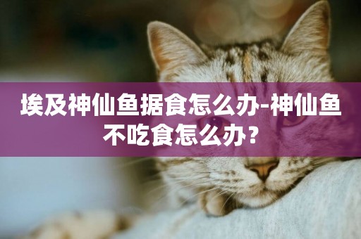 埃及神仙魚據食怎么辦-神仙魚不吃食怎么辦？