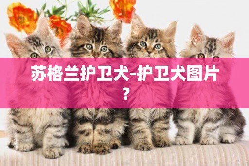 蘇格蘭護衛犬-護衛犬圖片？