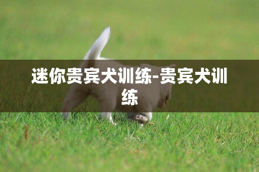 迷你貴賓犬訓練-貴賓犬訓練