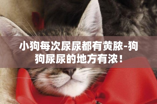 小狗每次尿尿都有黃膿-狗狗尿尿的地方有濃！