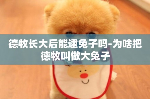 德牧長大后能逮兔子嗎-為啥把德牧叫做大兔子