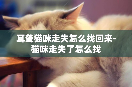 耳聾貓咪走失怎么找回來-貓咪走失了怎么找