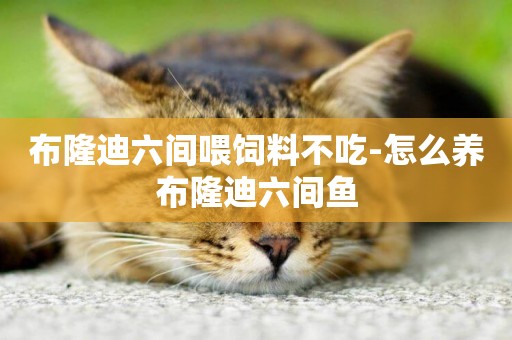 布隆迪六間喂飼料不吃-怎么養布隆迪六間魚
