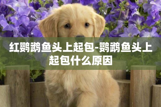 紅鸚鵡魚頭上起包-鸚鵡魚頭上起包什么原因