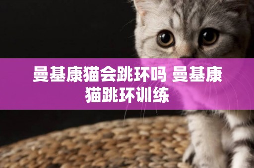 曼基康貓會跳環嗎 曼基康貓跳環訓練