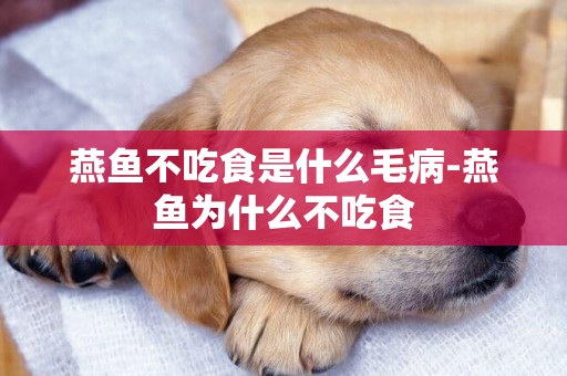 燕魚不吃食是什么毛病-燕魚為什么不吃食
