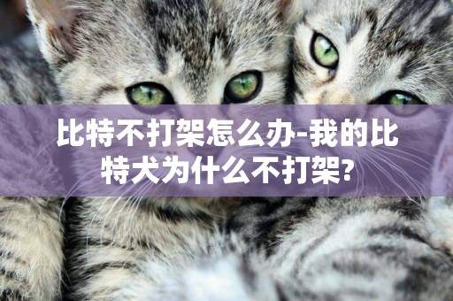 比特不打架怎么辦-我的比特犬為什么不打架?