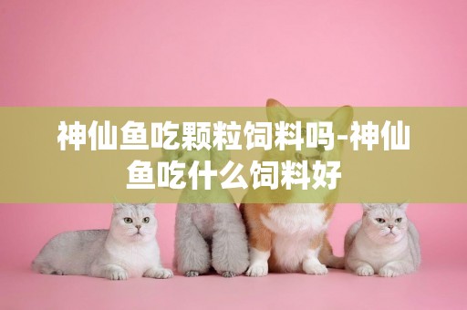 神仙魚吃顆粒飼料嗎-神仙魚吃什么飼料好