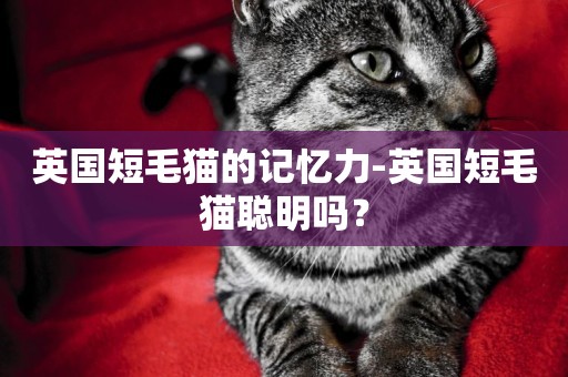 英國短毛貓的記憶力-英國短毛貓聰明嗎？