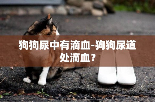 狗狗尿中有滴血-狗狗尿道處滴血？