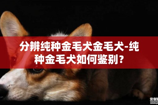 分辨純種金毛犬金毛犬-純種金毛犬如何鑒別？