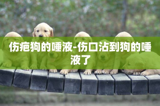傷疤狗的唾液-傷口沾到狗的唾液了