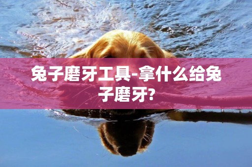 兔子磨牙工具-拿什么給兔子磨牙?