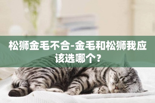 松獅金毛不合-金毛和松獅我應該選哪個？