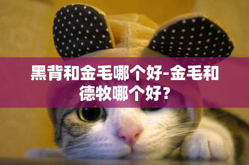 黑背和金毛哪個好-金毛和德牧哪個好？
