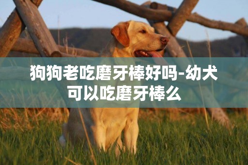 狗狗老吃磨牙棒好嗎-幼犬可以吃磨牙棒么