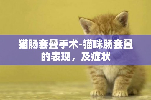 貓腸套疊手術-貓咪腸套疊的表現，及癥狀