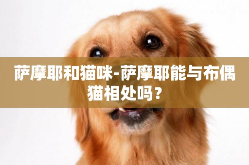 薩摩耶和貓咪-薩摩耶能與布偶貓相處嗎？