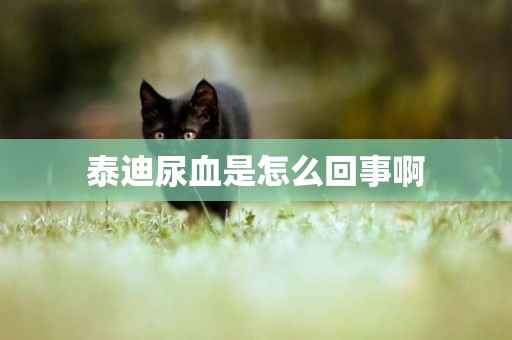 泰迪尿血是怎么回事啊