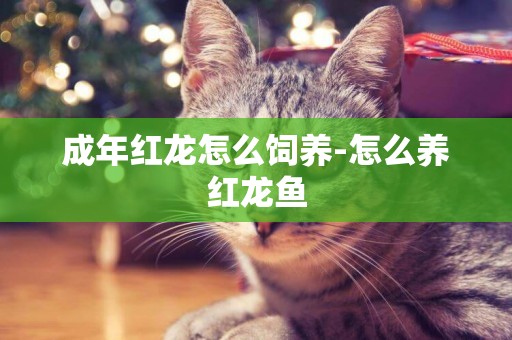 成年紅龍怎么飼養-怎么養紅龍魚