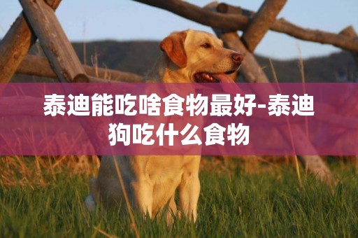 泰迪能吃啥食物最好-泰迪狗吃什么食物