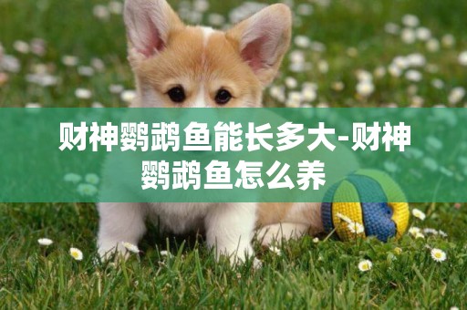 財神鸚鵡魚能長多大-財神鸚鵡魚怎么養