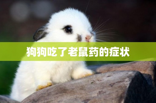 狗狗吃了老鼠藥的癥狀