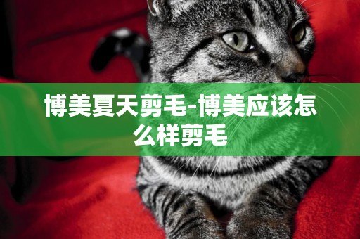 博美夏天剪毛-博美應該怎么樣剪毛