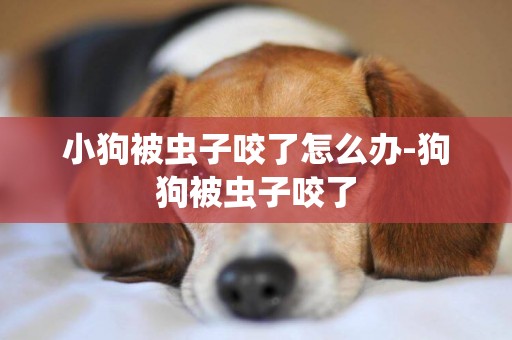小狗被蟲子咬了怎么辦-狗狗被蟲子咬了