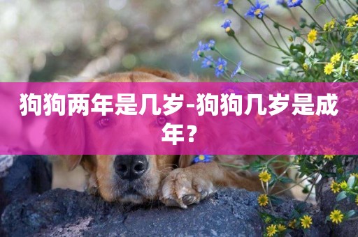 狗狗兩年是幾歲-狗狗幾歲是成年？