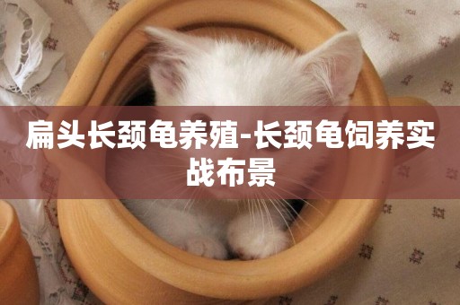 扁頭長頸龜養殖-長頸龜飼養實戰布景