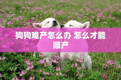 狗狗難產怎么辦 怎么才能順產